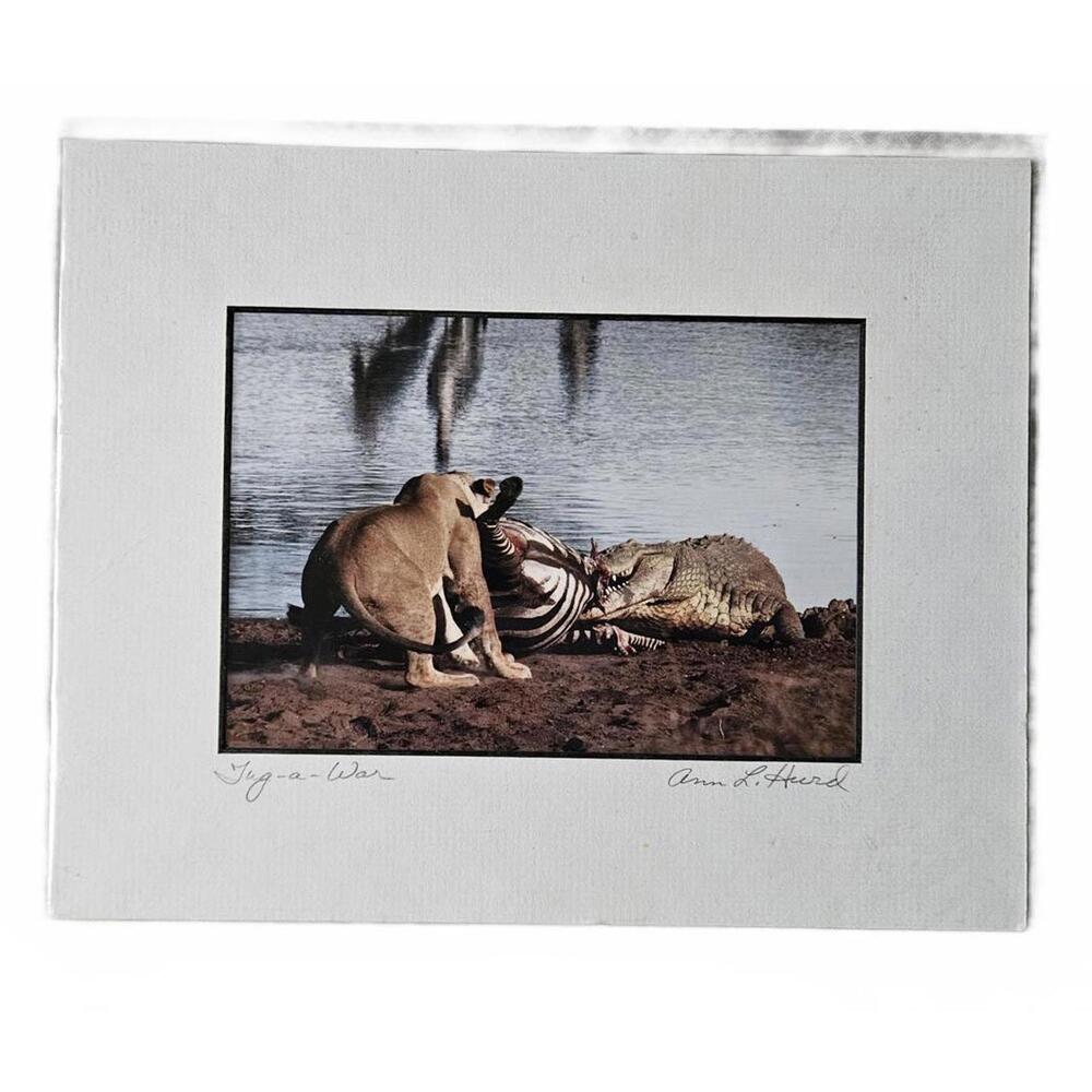 Vintage Wildlife Photography Print - Lion vs Crocodile "Try-a-War" Ann Hurd